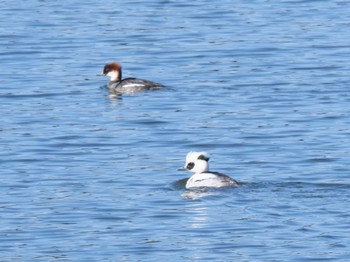 Smew 平筒沼(宮城県登米市) Sun, 2/18/2024