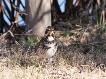 Dusky Thrush 平筒沼(宮城県登米市) Sun, 2/18/2024