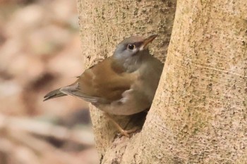 Pale Thrush 甲山森林公園 Sun, 2/18/2024