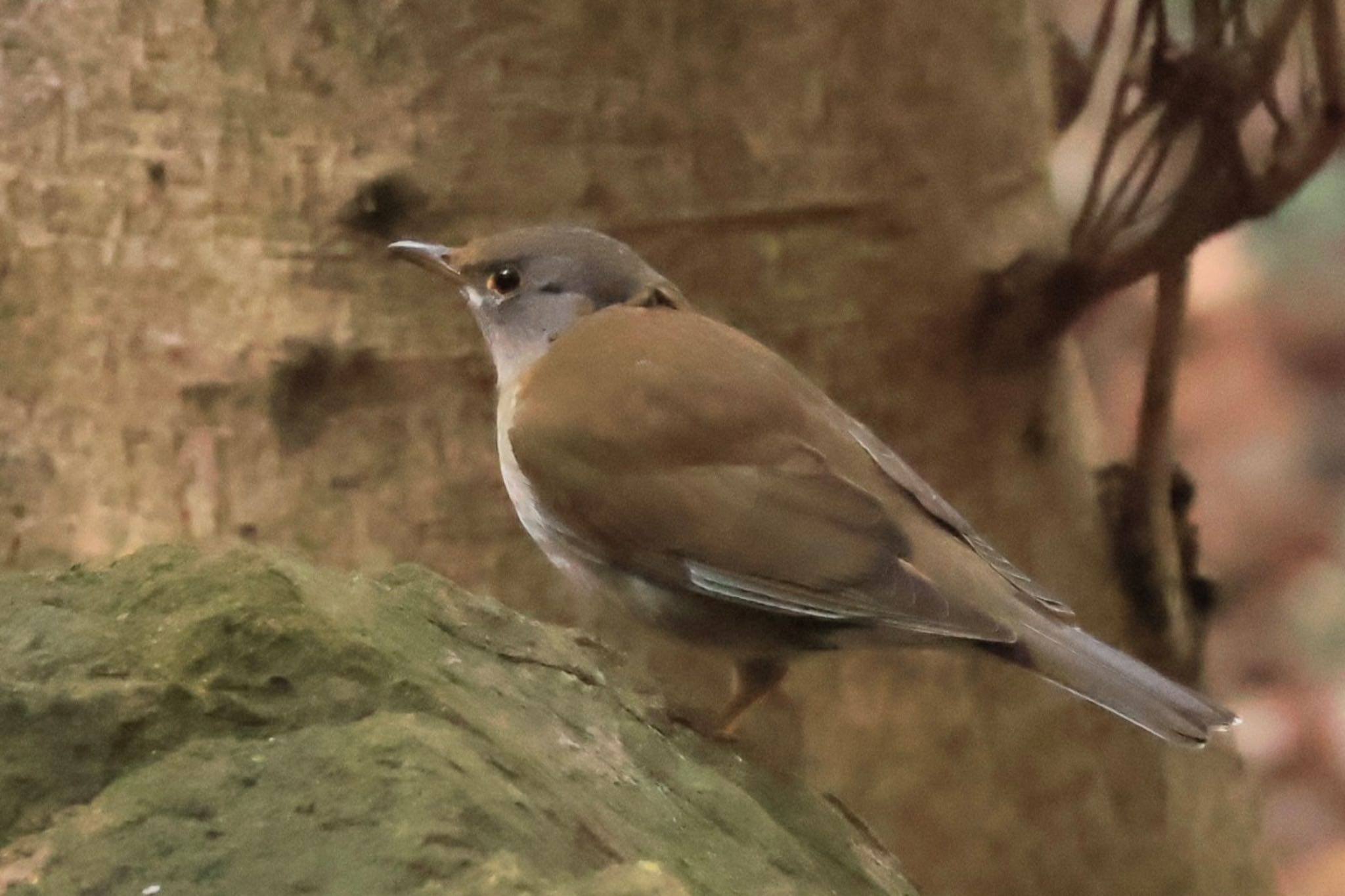 Photo of Pale Thrush at 甲山森林公園 by ぼよ