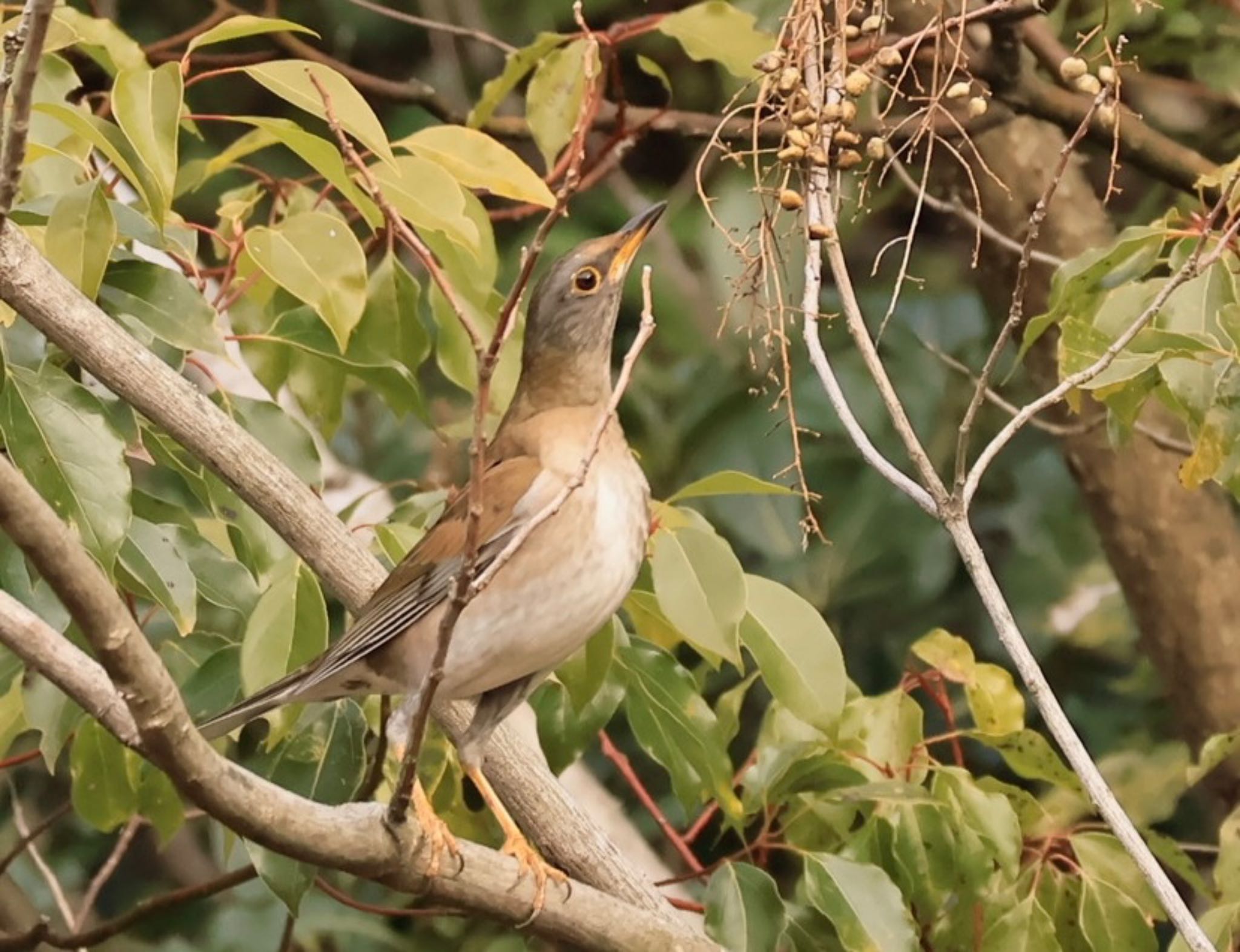 Photo of Pale Thrush at 甲山森林公園 by ぼよ