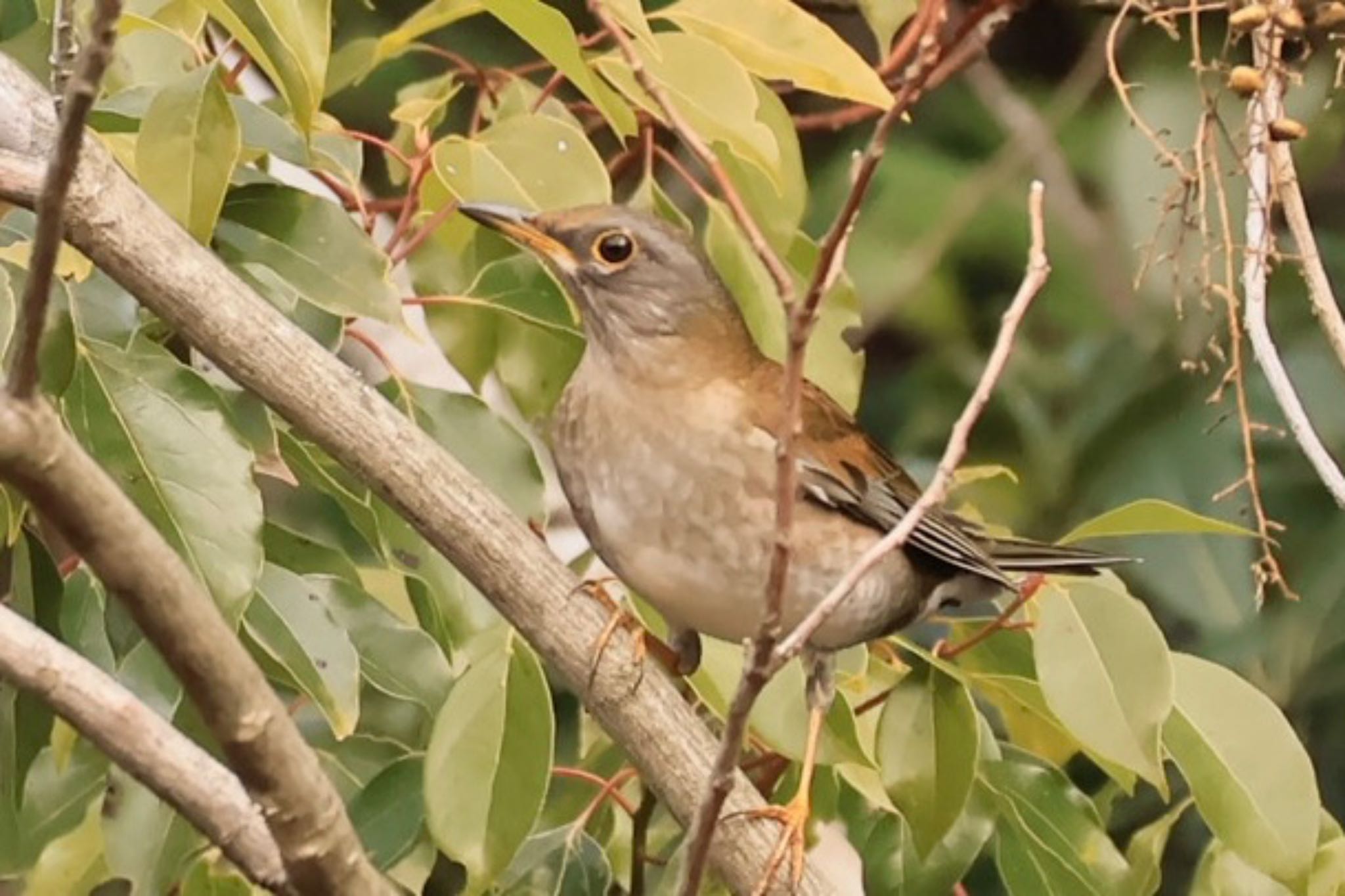 Photo of Pale Thrush at 甲山森林公園 by ぼよ