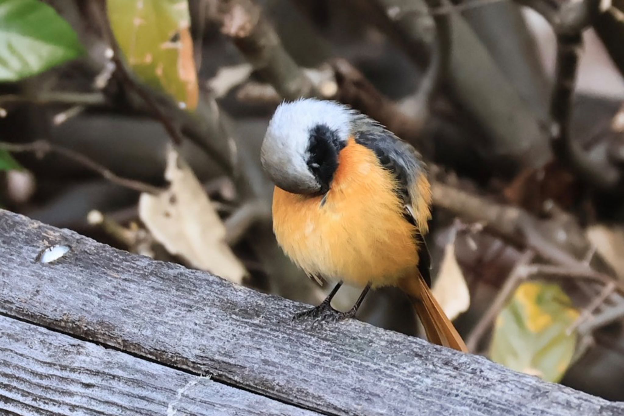 Photo of Daurian Redstart at 甲山森林公園 by ぼよ