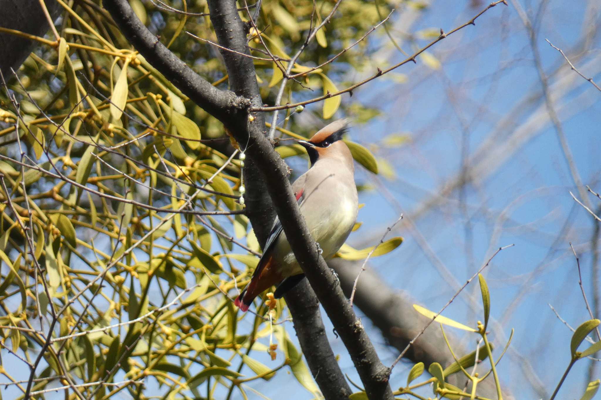 Photo of Japanese Waxwing at 神奈川県 by キビタキ好き