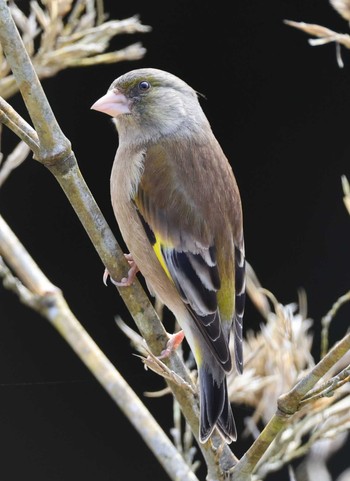 Grey-capped Greenfinch 近所の渓谷 Sun, 2/18/2024