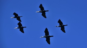 Great Cormorant 太田川河口 Sun, 2/11/2024