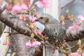 ヒヨドリ 横浜市 2024年2月18日(日)