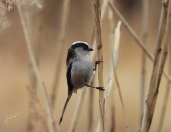 Long-tailed Tit 河川環境楽園 Sun, 2/18/2024