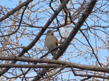 2024年2月17日(土) 芝浦第一調節池の野鳥観察記録