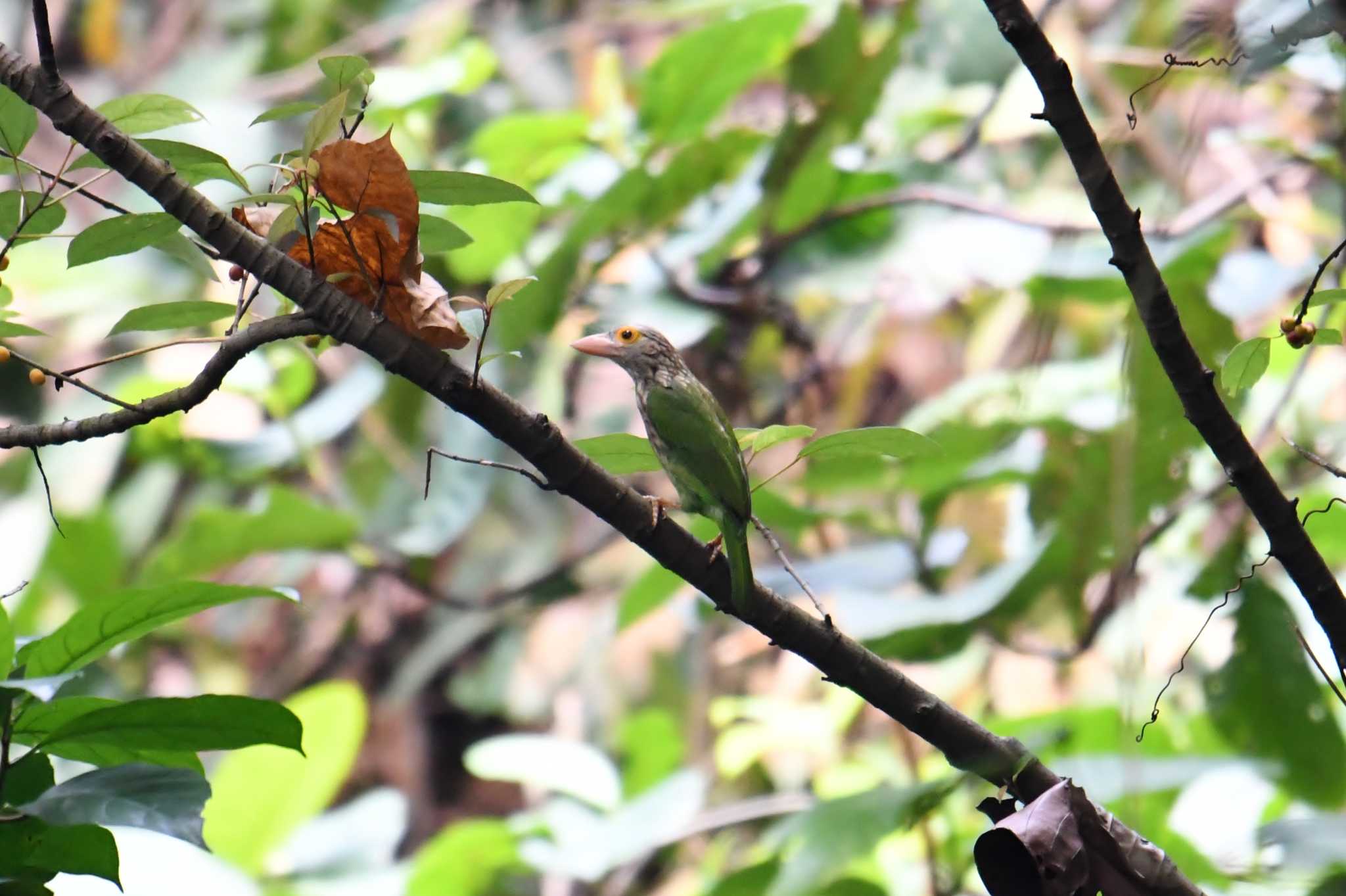 Photo of Lineated Barbet at Bukit Batok Nature Park (Singapore) by あひる