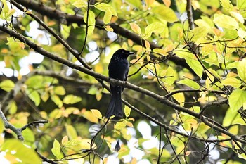 カザリオウチュウ Bukit Batok Nature Park (Singapore) 2018年11月10日(土)