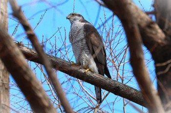 Eurasian Goshawk 神大植物公園 Sun, 2/18/2024