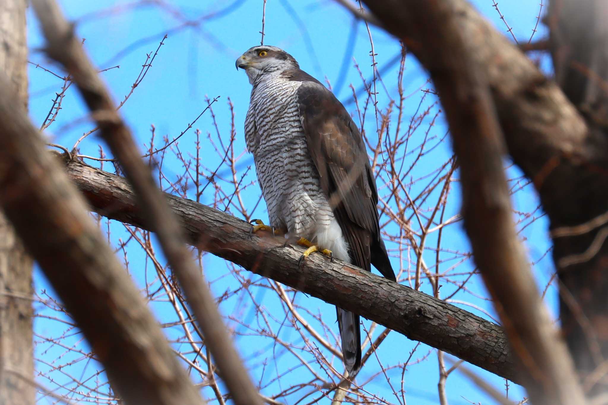 Photo of Eurasian Goshawk at 神大植物公園 by らうんでる