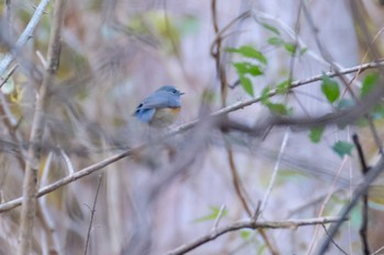 2018年11月24日(土) 早戸川林道の野鳥観察記録