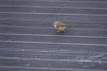 Grey-cheeked Fulvetta 阿里山国家森林遊楽区 Thu, 1/25/2024