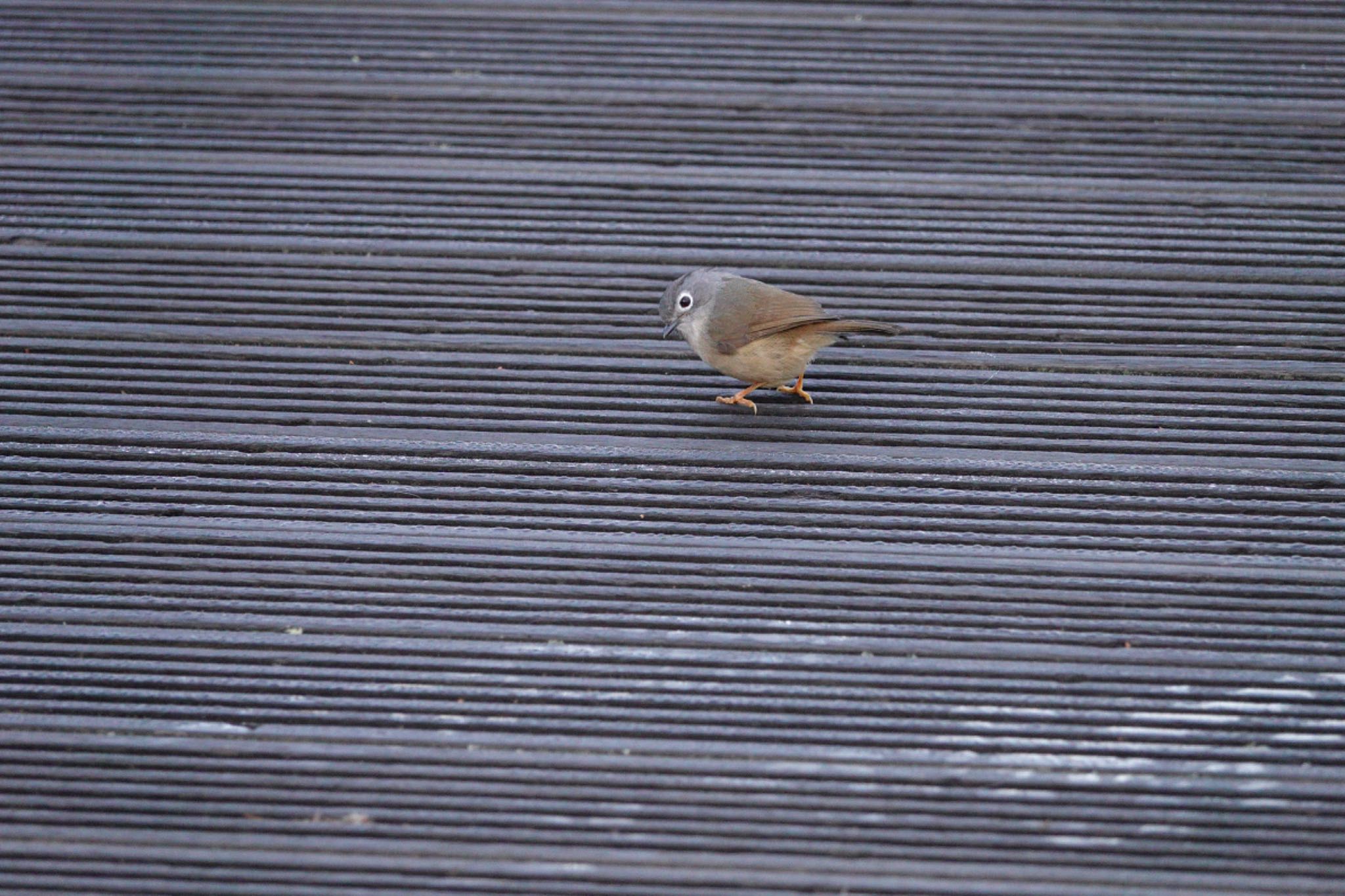 Grey-cheeked Fulvetta