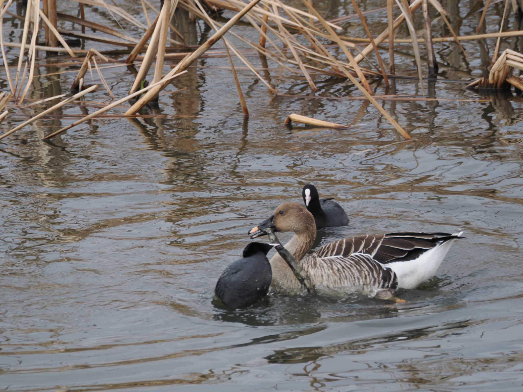 Taiga Bean Goose