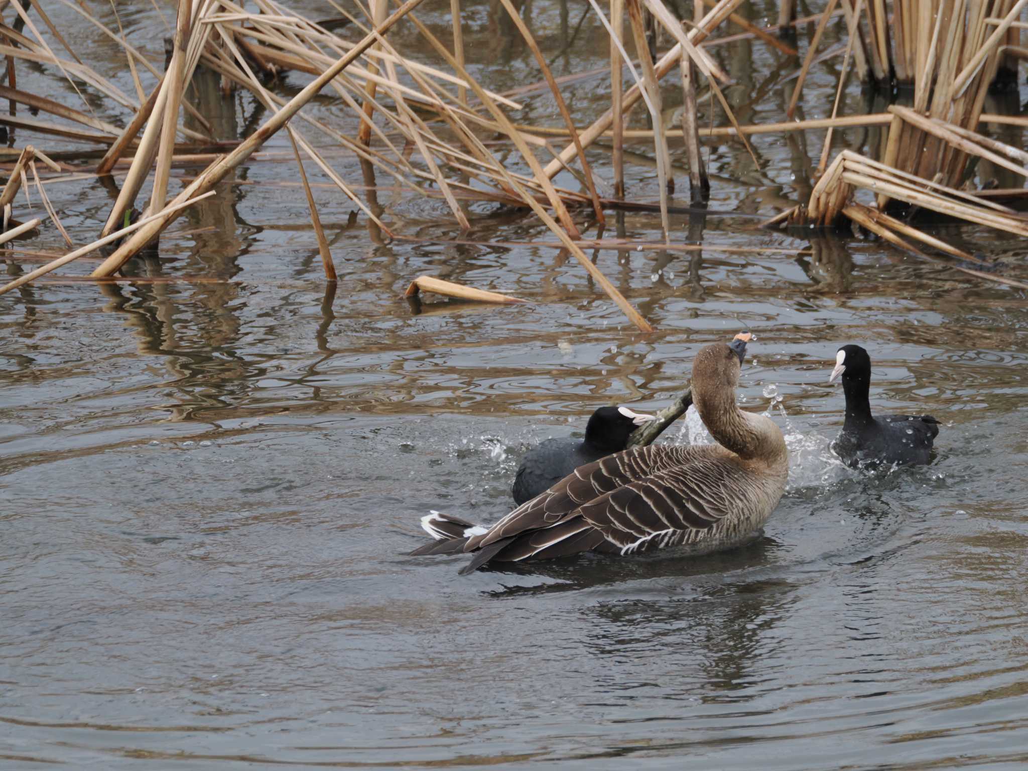 Taiga Bean Goose