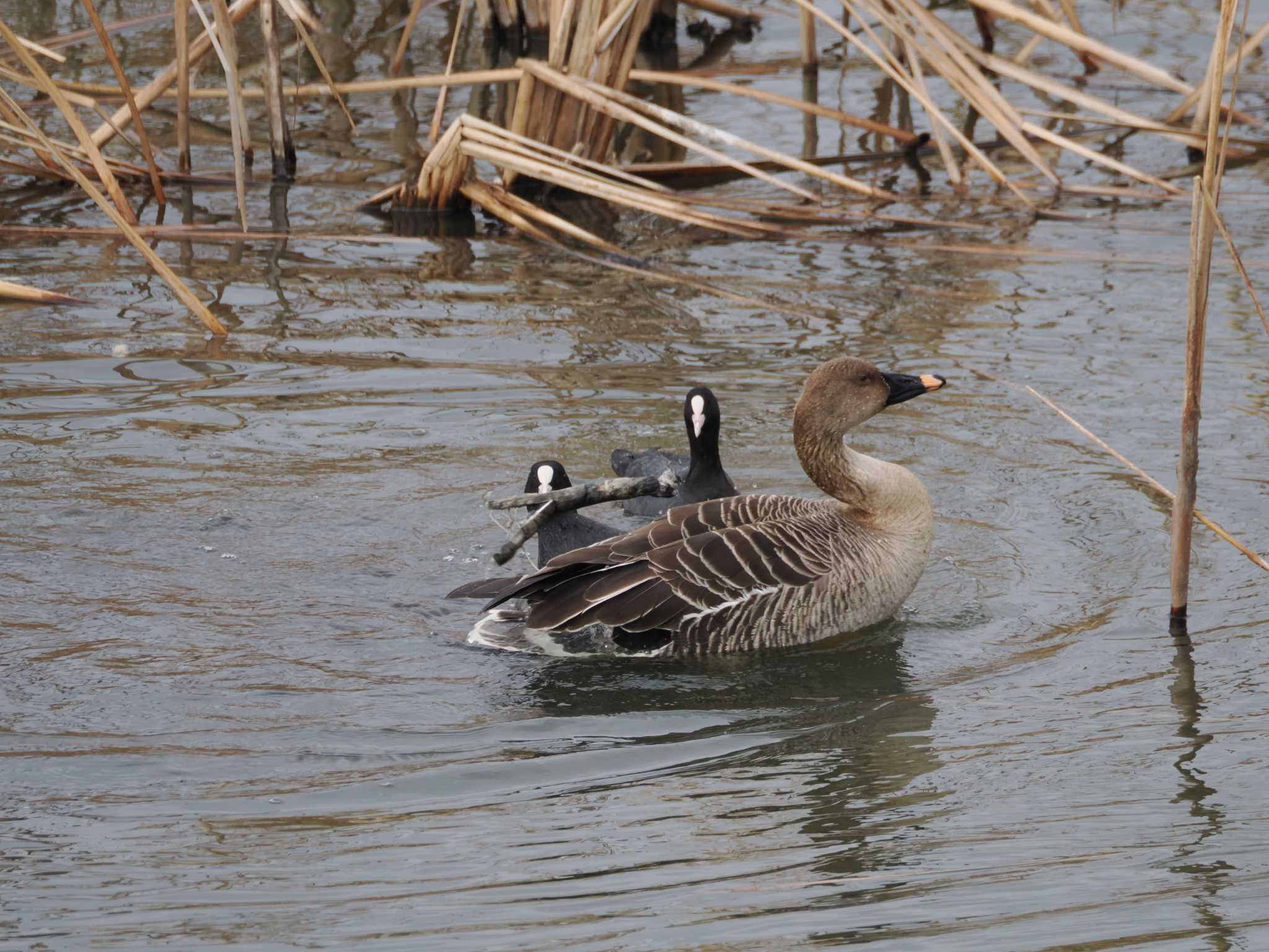 Taiga Bean Goose