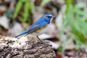 ルリビタキ 長良川ふれあいの森 2024年2月17日(土)