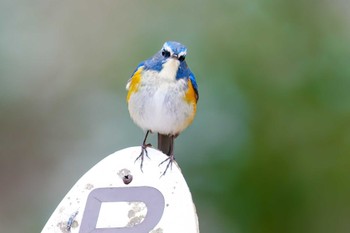 Red-flanked Bluetail 長良川ふれあいの森 Sat, 2/17/2024