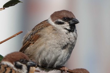 Eurasian Tree Sparrow 大阪市 Sat, 2/17/2024