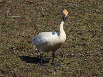 2024年2月18日(日) 多々良沼の野鳥観察記録