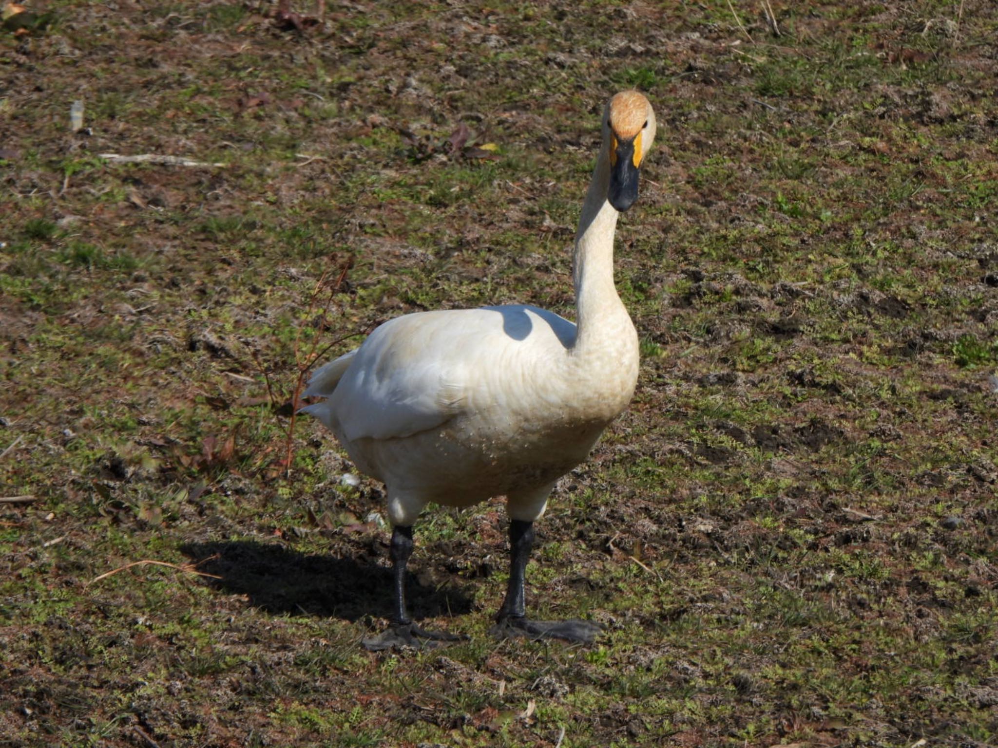 Whooper Swan