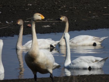 Whooper Swan 多々良沼 Sun, 2/18/2024