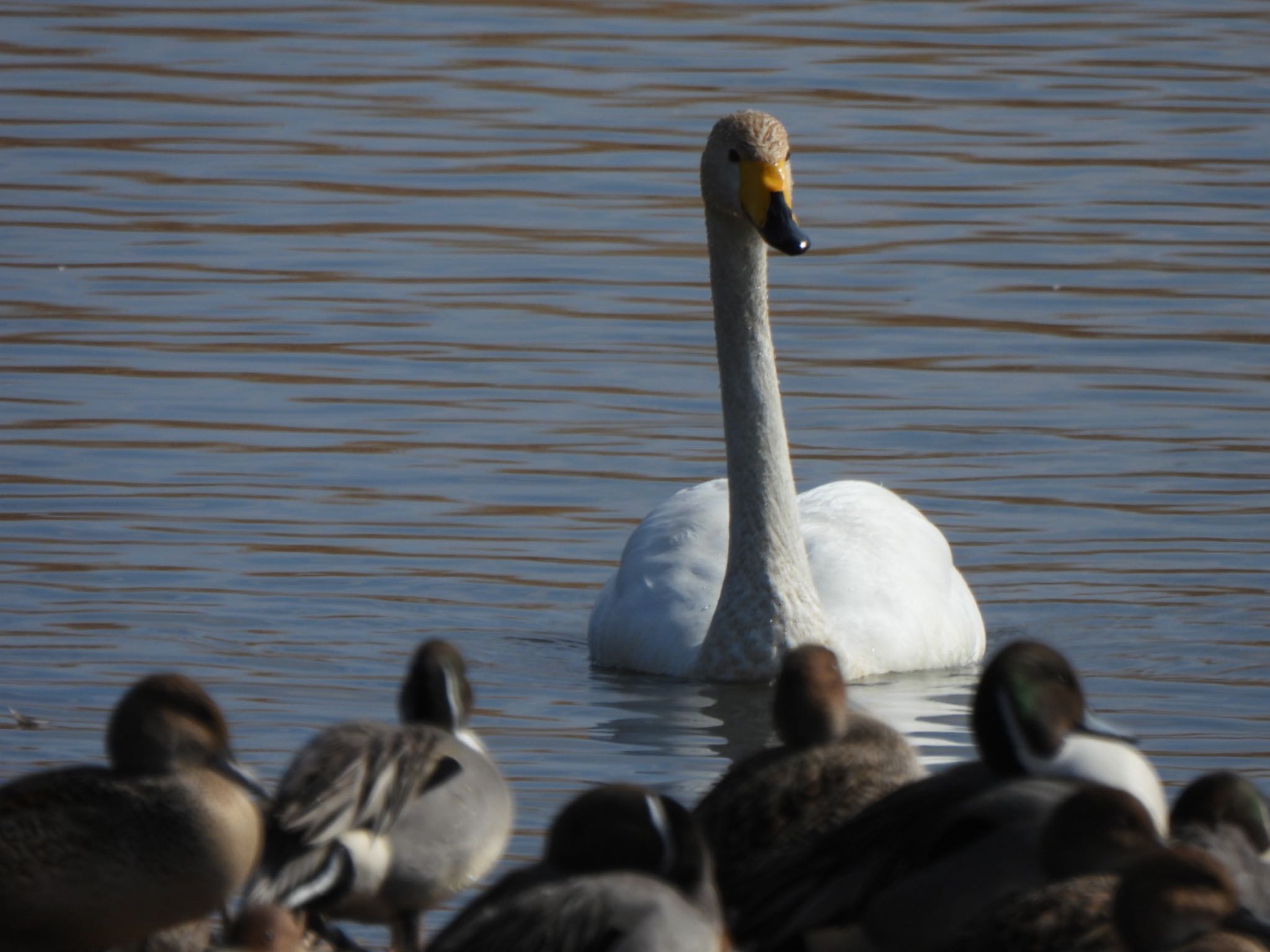 Photo of Whooper Swan at 多々良沼 by K