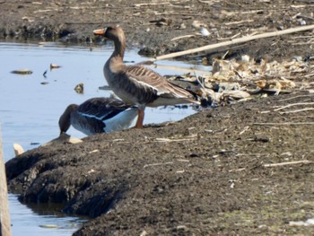 Greater White-fronted Goose 多々良沼 Sun, 2/18/2024