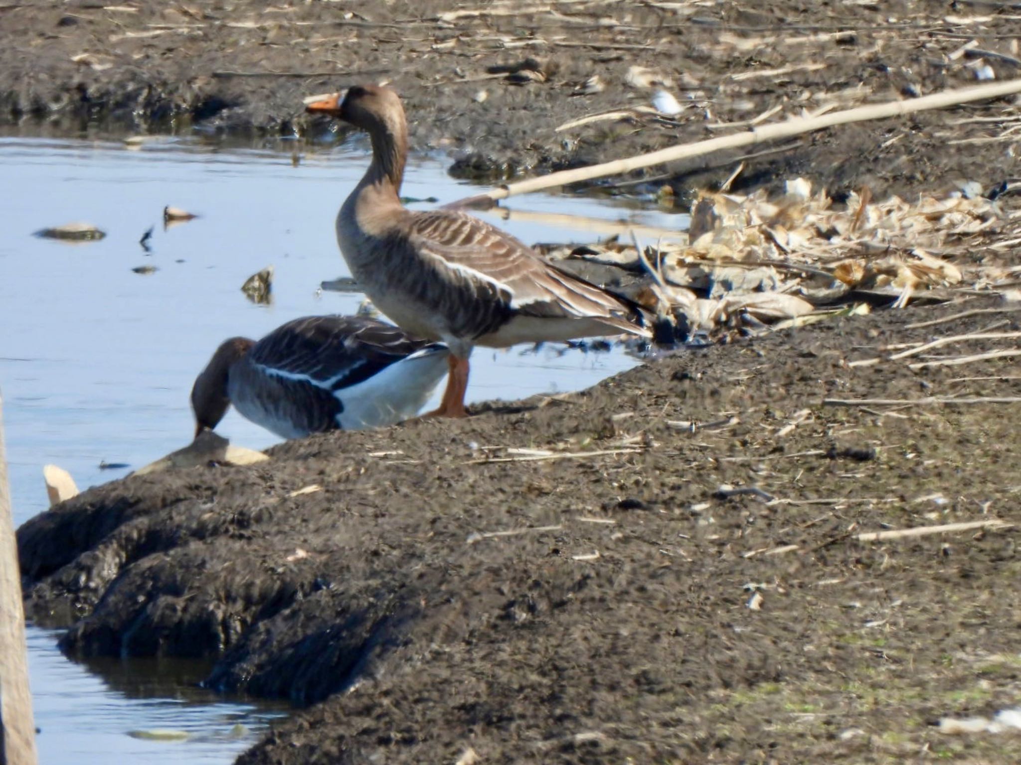 Greater White-fronted Goose