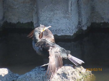 Great Cormorant 境川 Wed, 2/14/2024