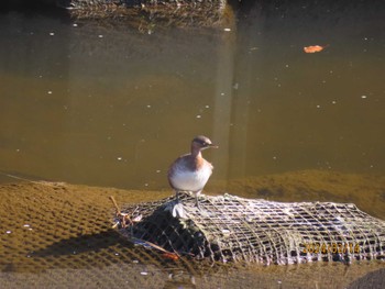 カイツブリ 境川 2024年2月14日(水)