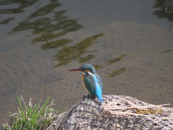 Common Kingfisher 境川 Thu, 2/15/2024