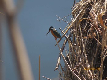 Common Kingfisher 境川 Fri, 2/16/2024