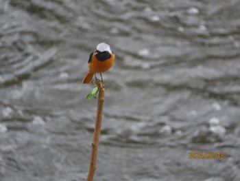 Daurian Redstart 境川 Sun, 2/18/2024