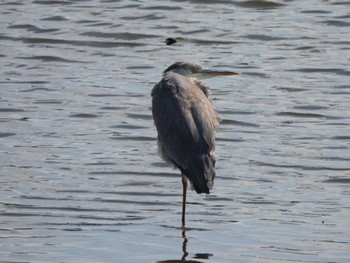 Grey Heron 多々良沼 Sun, 2/18/2024