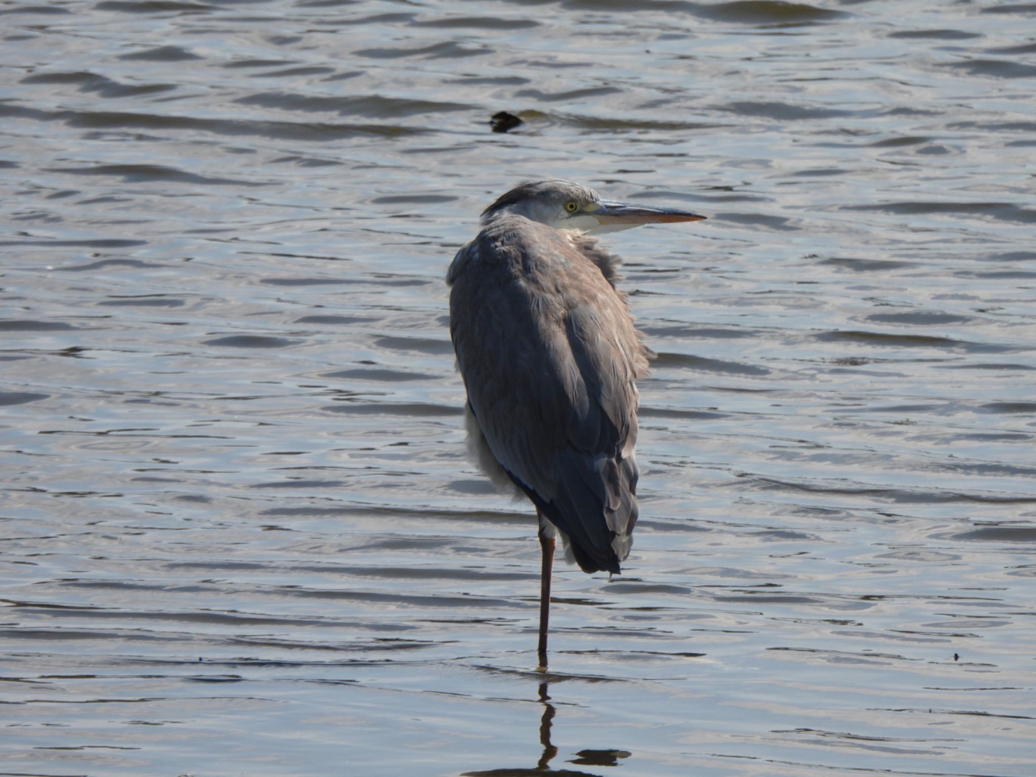 Grey Heron