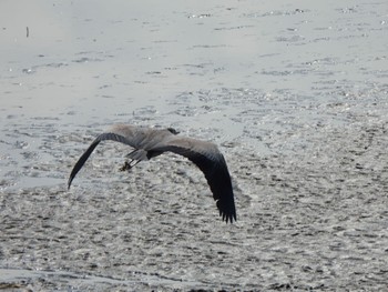 Grey Heron 多々良沼 Sun, 2/18/2024