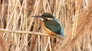 Common Kingfisher 三滝上流 Sun, 1/28/2024