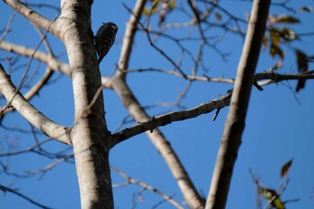 コゲラ 早戸川林道 2018年11月24日(土)