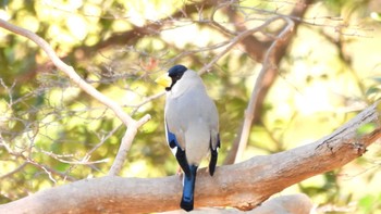 Japanese Grosbeak 五十鈴公園 Sat, 2/3/2024