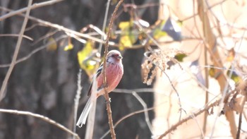 Siberian Long-tailed Rosefinch 三滝上流 Sun, 2/11/2024