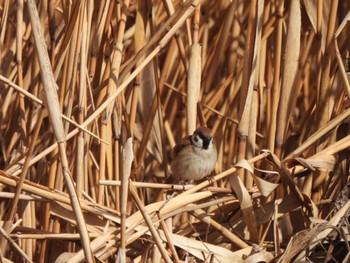 Eurasian Tree Sparrow 多々良沼 Sun, 2/18/2024