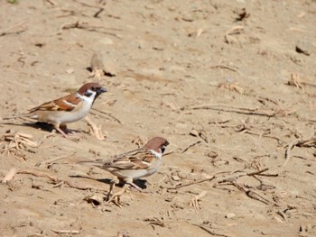 Eurasian Tree Sparrow 多々良沼 Sun, 2/18/2024