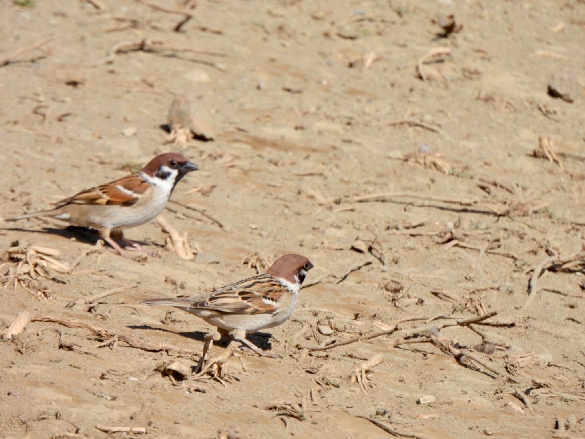 Eurasian Tree Sparrow