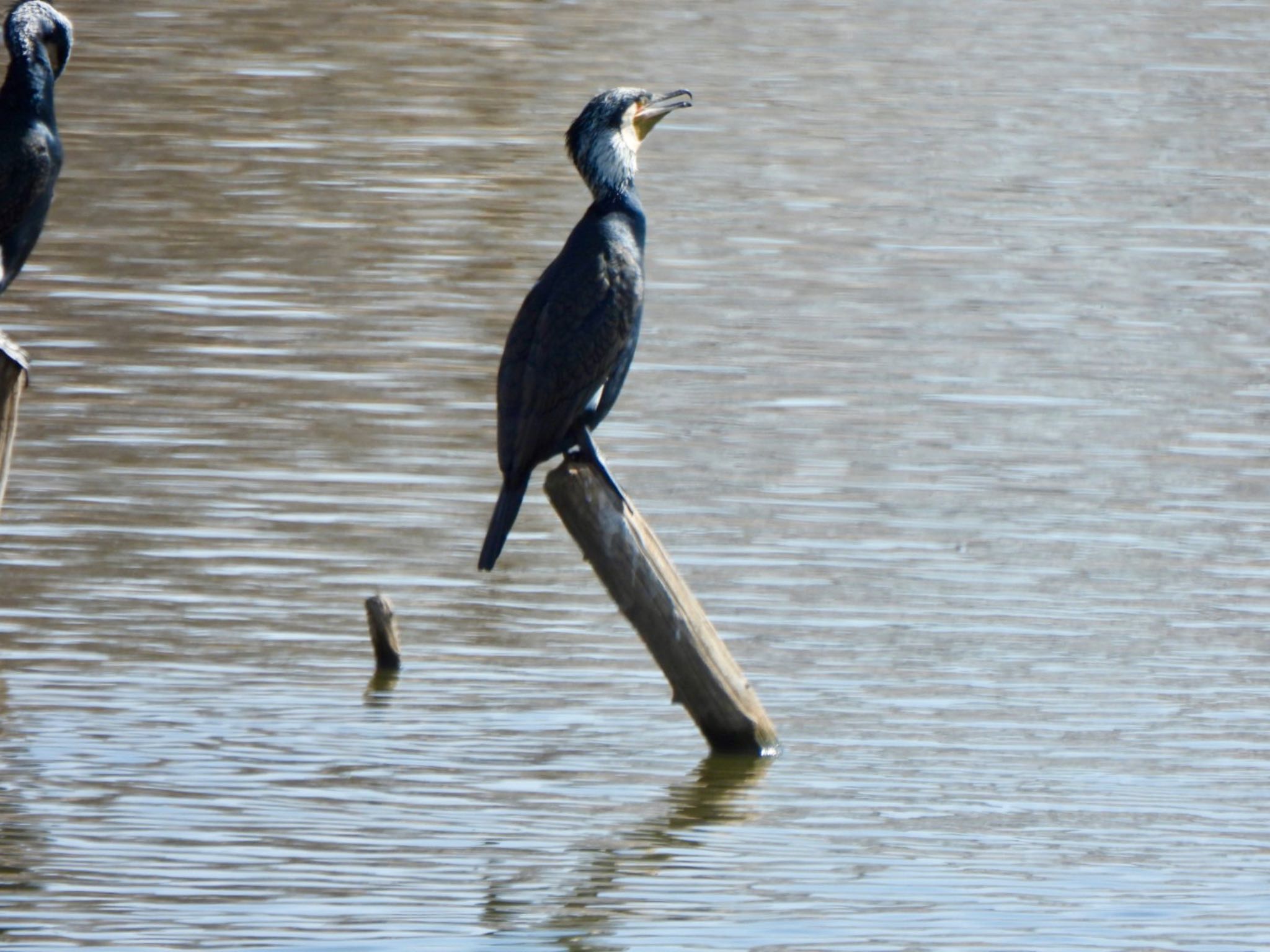 Great Cormorant