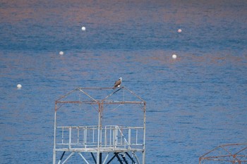 ミサゴ 早戸川林道 2018年11月24日(土)