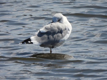 Vega Gull 多々良沼 Sun, 2/18/2024